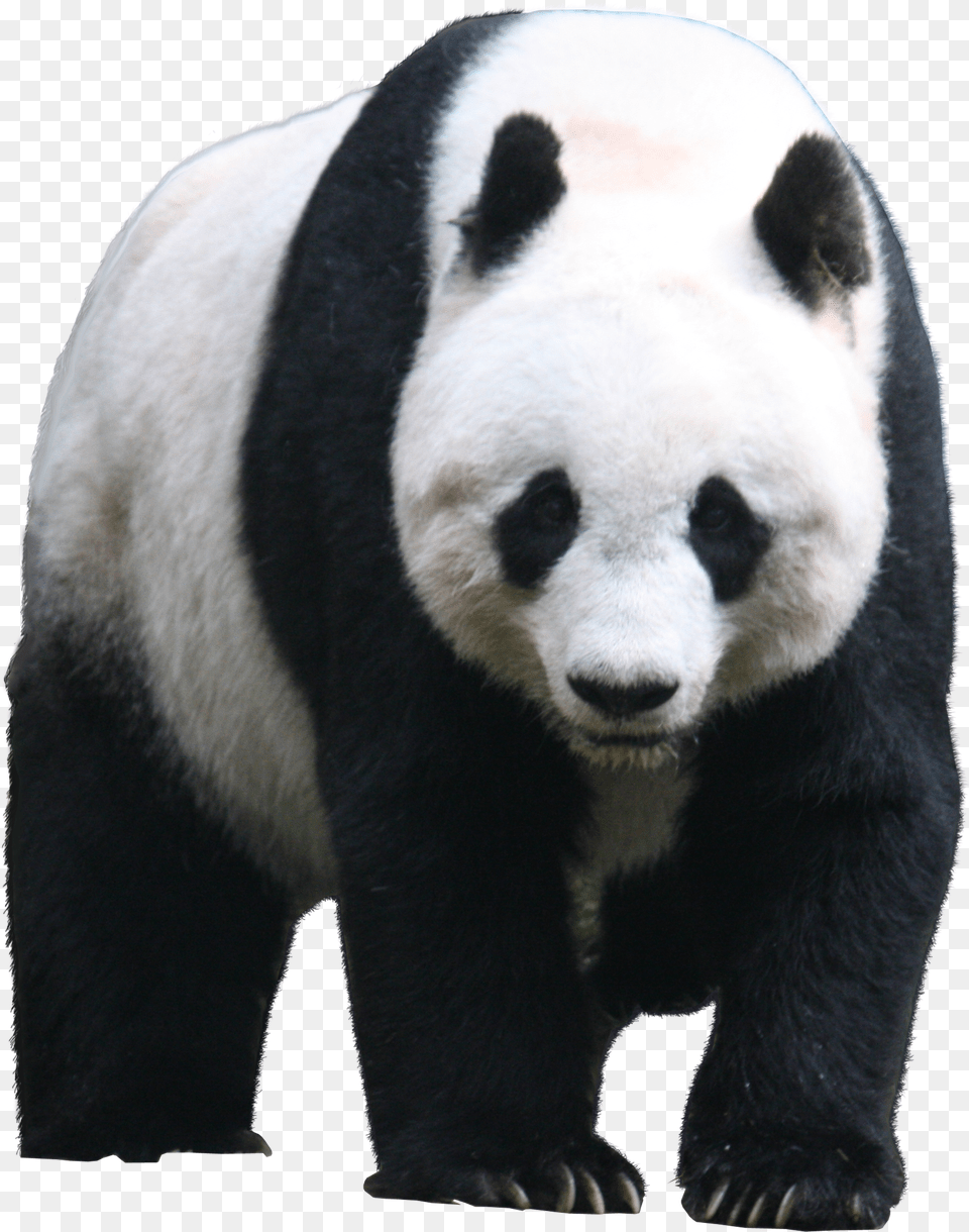 Panda Animal Images Bear Cute Baby Giant Panda Free Transparent Png