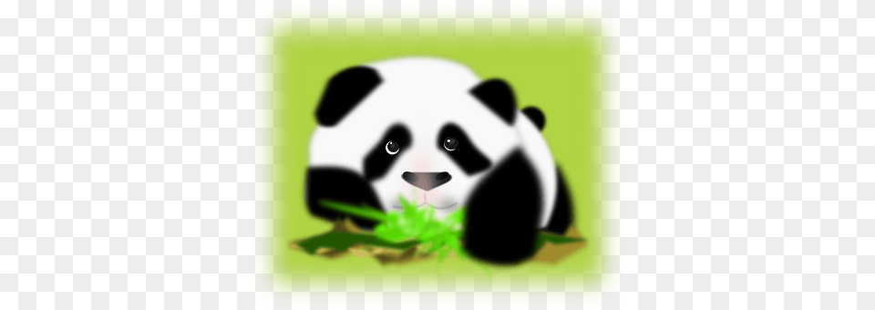 Panda Bear Back White Face Panda Pics Panda, Animal, Mammal, Wildlife, Giant Panda Free Png Download