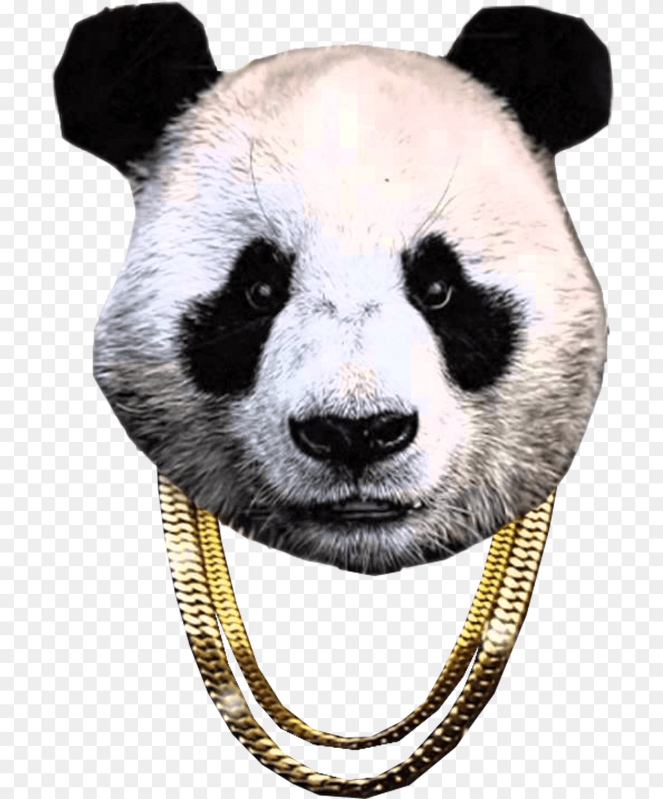 Panda Desiigner Panda With Chain, Wildlife, Animal, Bear, Mammal Free Png