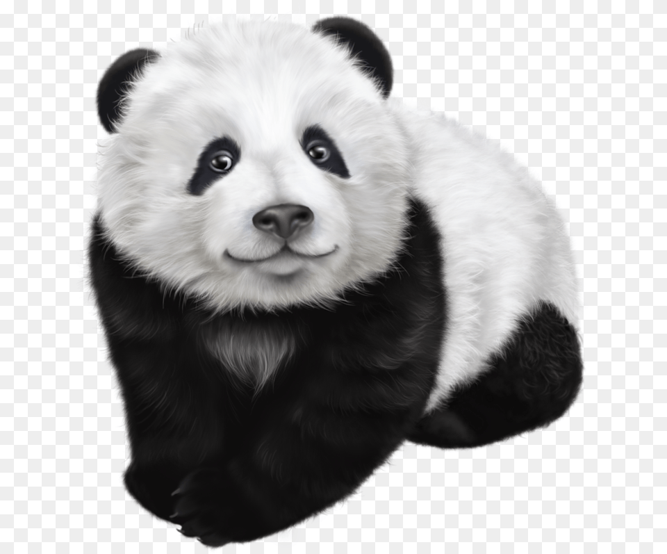 Panda Face Panda, Animal, Canine, Dog, Mammal Free Transparent Png