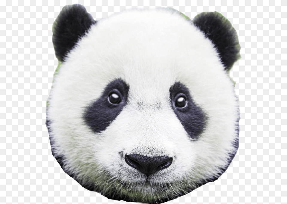 Panda Head Face Pandas Pandalove Pandabear Pandabears Panda Bear Close Up, Animal, Giant Panda, Mammal, Wildlife Png