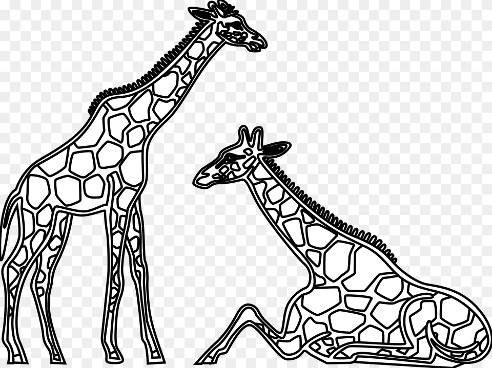 Panda Images Giraffes Clipart Black And White, Animal, Giraffe, Mammal, Wildlife Free Png