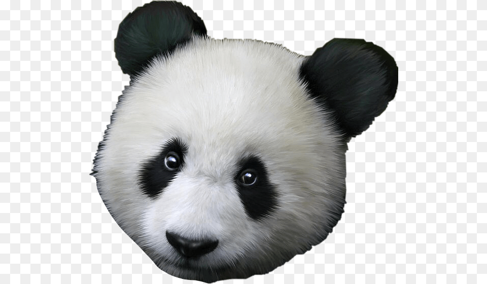 Panda Pandaface Freetoedit Good Morning Love Panda, Animal, Mammal, Bear, Wildlife Png