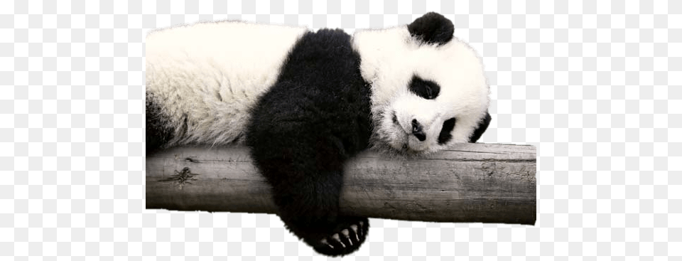 Panda Resting On Log, Animal, Wildlife, Bear, Giant Panda Png