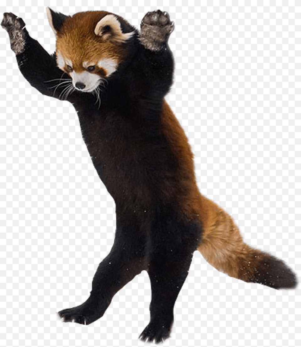 Panda Sticker Red Panda On Hind Legs, Animal, Canine, Dog, Mammal Png