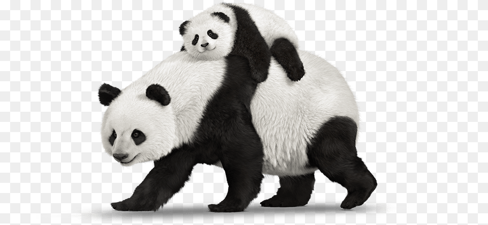 Panda Telus Hand Down Smartphones Mobility Telusm Real Pandas, Animal, Bear, Mammal, Wildlife Free Transparent Png