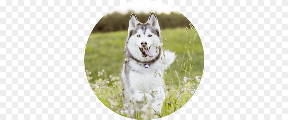 Panda Testimonal Icon2 Siberian Husky, Animal, Canine, Dog, Mammal Free Png Download
