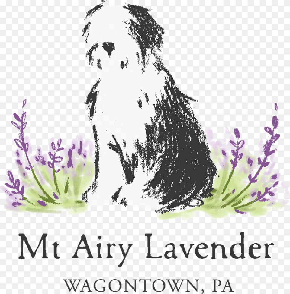 Panda Wagontown Multi Color, Purple, Flower, Plant, Adult Free Png