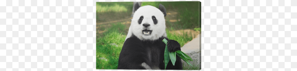 Panda With Mouth Open, Animal, Bear, Giant Panda, Mammal Free Transparent Png