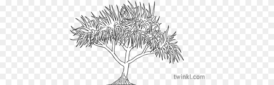 Pandanus Tree Black And White Draw A Pandanus Tree, Art, Plant, Drawing, Modern Art Free Png Download