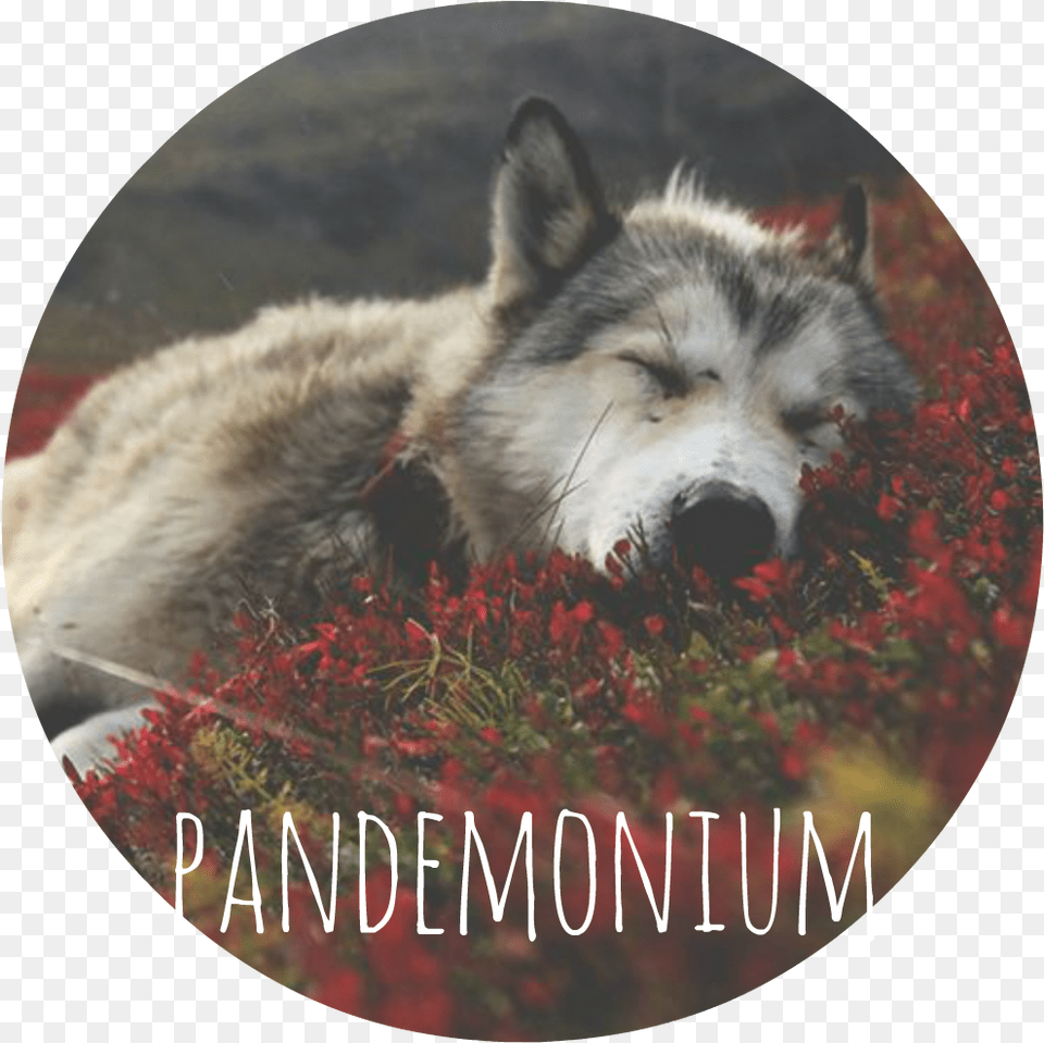 Pandemonium Banner Quiet Dog Round Wall Clock Cool Home Arabic Numbers, Photography, Animal, Canine, Mammal Png