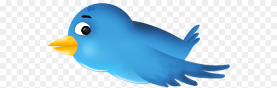 Pando So Not Helping Chinese Government Publication Lauds Twitter Bird, Animal, Finch, Jay, Bluebird Free Png