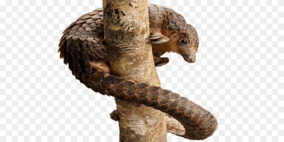 Pangolin Wrapped Around A Tree, Plant, Animal, Mammal, Wildlife Free Png Download