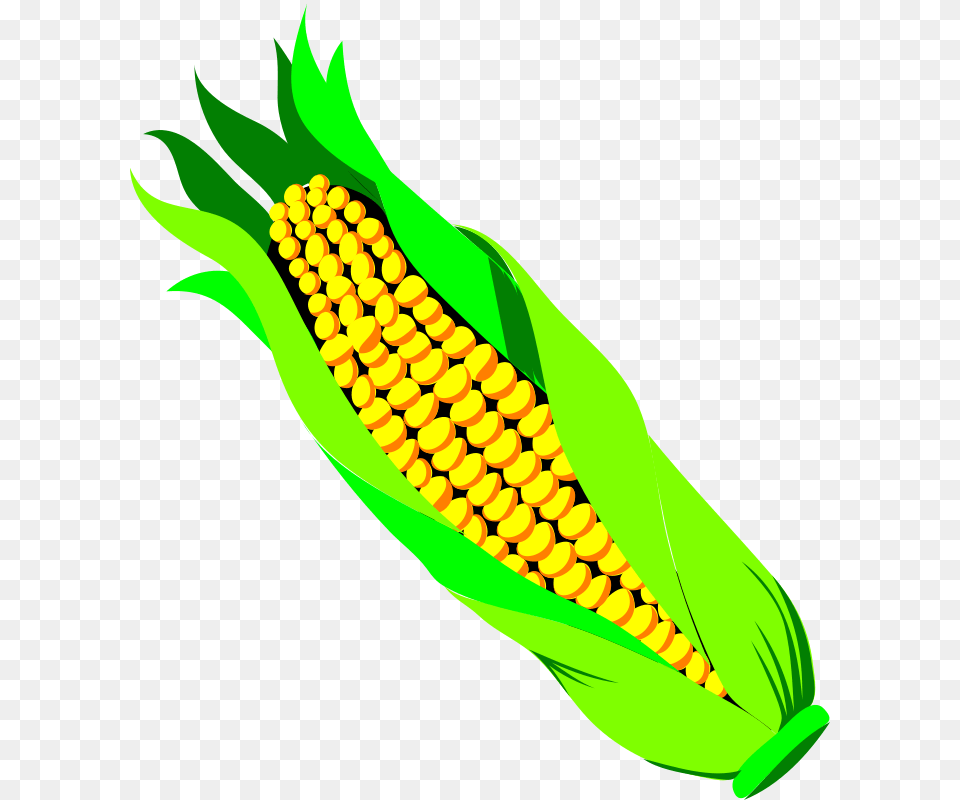 Pannocchia Di Gran Turc, Corn, Food, Grain, Plant Free Png