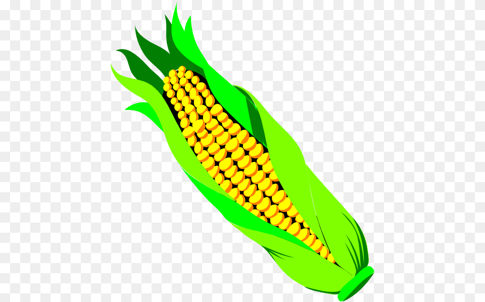 Pannocchia Di Gran Turco Clip Art Vector, Corn, Food, Grain, Plant Png