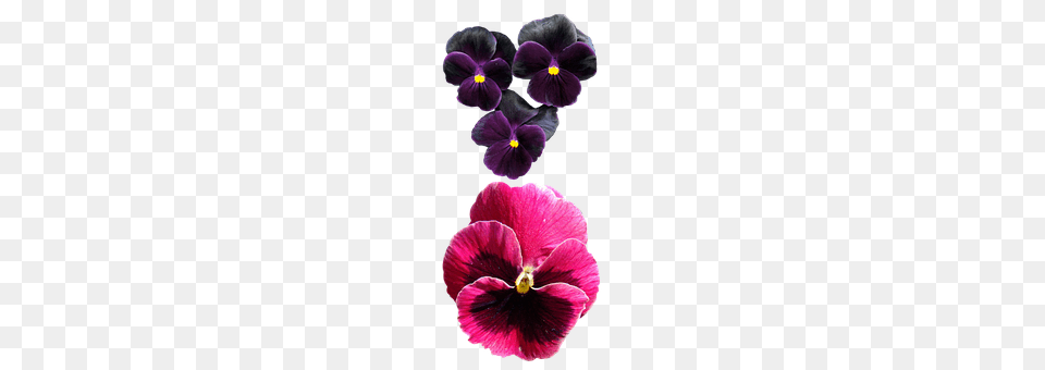 Pansies Flower, Plant, Pansy Png Image