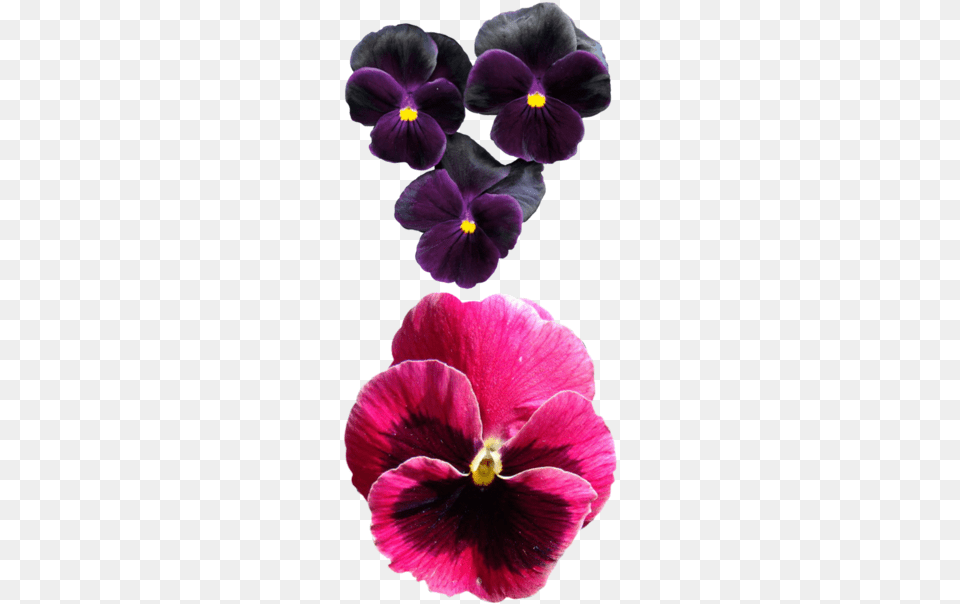 Pansies Flower Pansy Pansy, Plant, Geranium Free Png