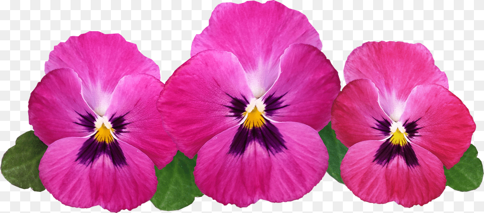 Pansies Image Pansies Transparent Background Free Png Download