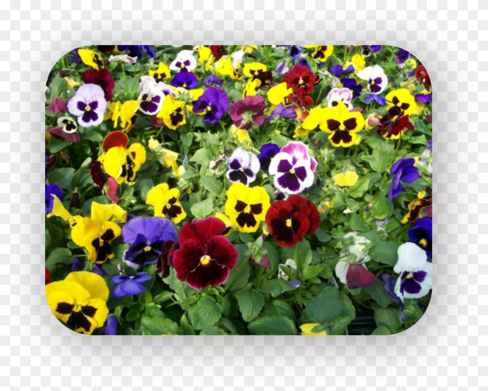 Pansies Pansy Viola Mix, Flower, Plant, Anemone, Geranium Free Png
