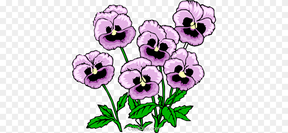 Pansies Royalty Vector Clip Art Illustration, Flower, Plant, Pansy, Rose Free Png