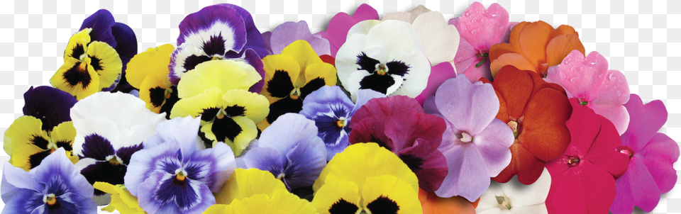 Pansies Slide Hazzard39s Seeds Pansy Mammoth Mix 1000 Seeds, Flower, Plant Png Image
