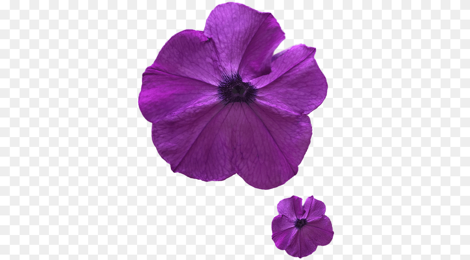 Pansy, Flower, Geranium, Petal, Plant Free Transparent Png