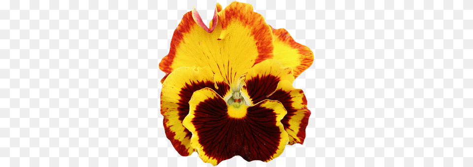 Pansy Flower, Plant, Petal Png Image