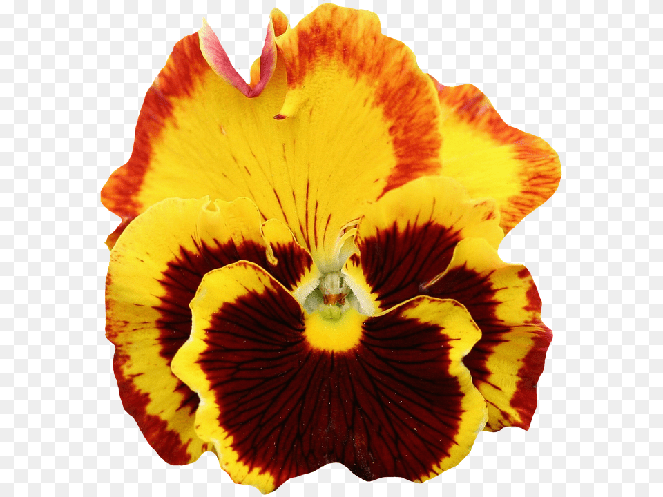 Pansy Flower, Petal, Plant, Rose Free Png