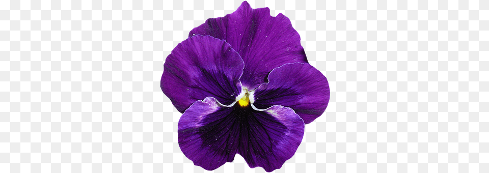 Pansy Flower, Plant, Purple Png Image