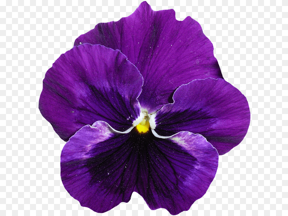 Pansy Flower, Plant, Purple, Geranium Free Png Download