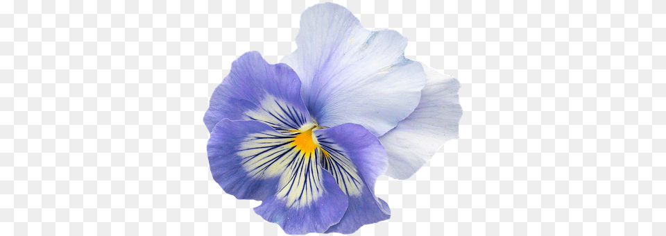 Pansy Flower, Plant, Person Png Image