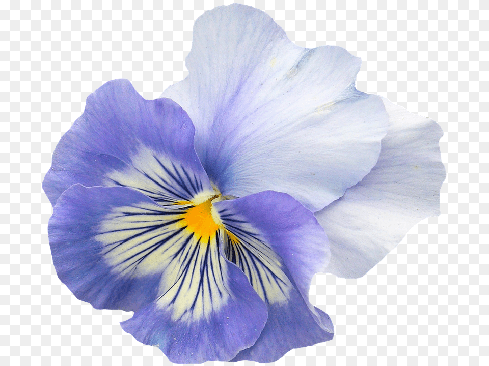 Pansy Flower, Plant, Person, Petal Free Png