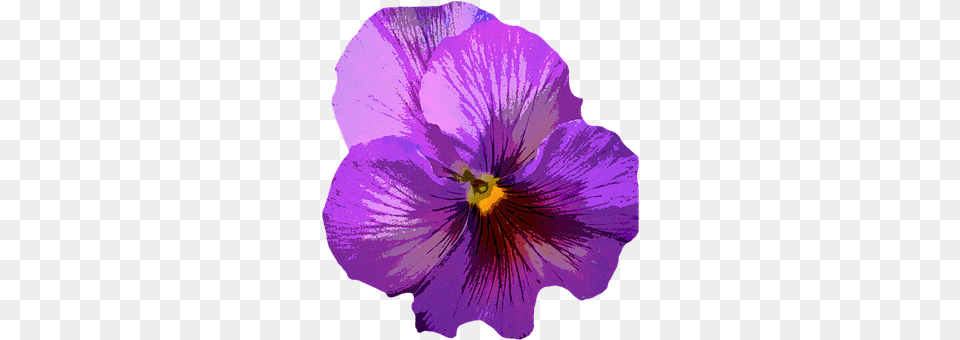 Pansy Flower, Plant, Purple, Geranium Free Png Download
