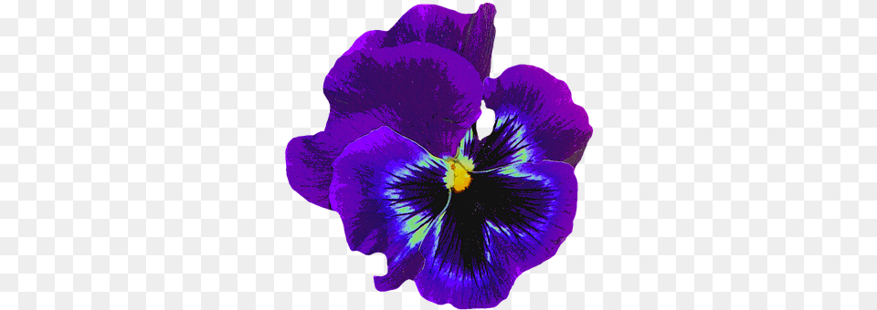 Pansy Flower, Plant, Purple, Person Free Png Download