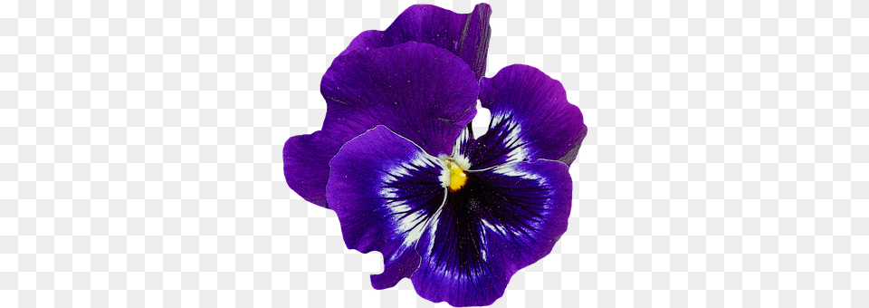 Pansy Flower, Plant, Geranium, Purple Free Png Download