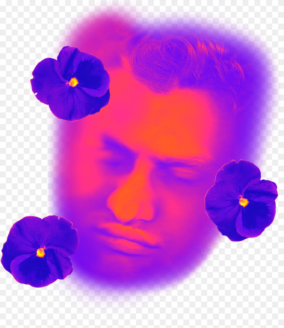 Pansy Free Png