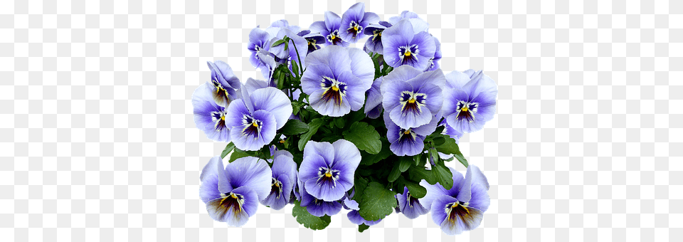 Pansy Flower, Plant, Geranium Free Png Download