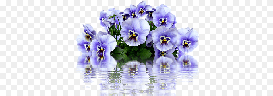 Pansy Flower, Plant, Geranium Free Transparent Png