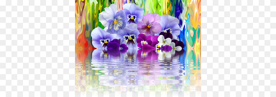 Pansy Flower, Plant, Purple, Iris Png Image