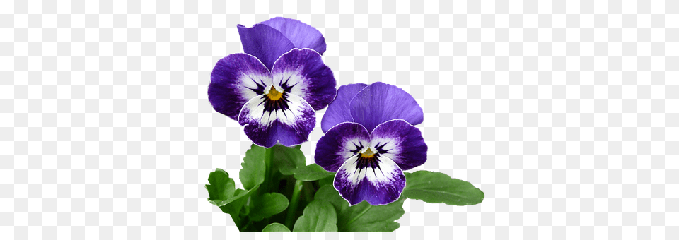 Pansy Flower, Plant, Geranium Png Image