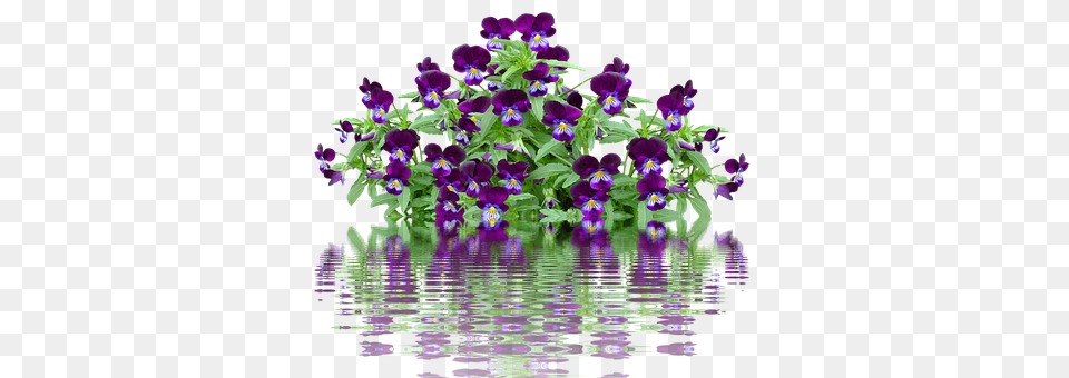 Pansy Flower, Geranium, Plant, Purple Png