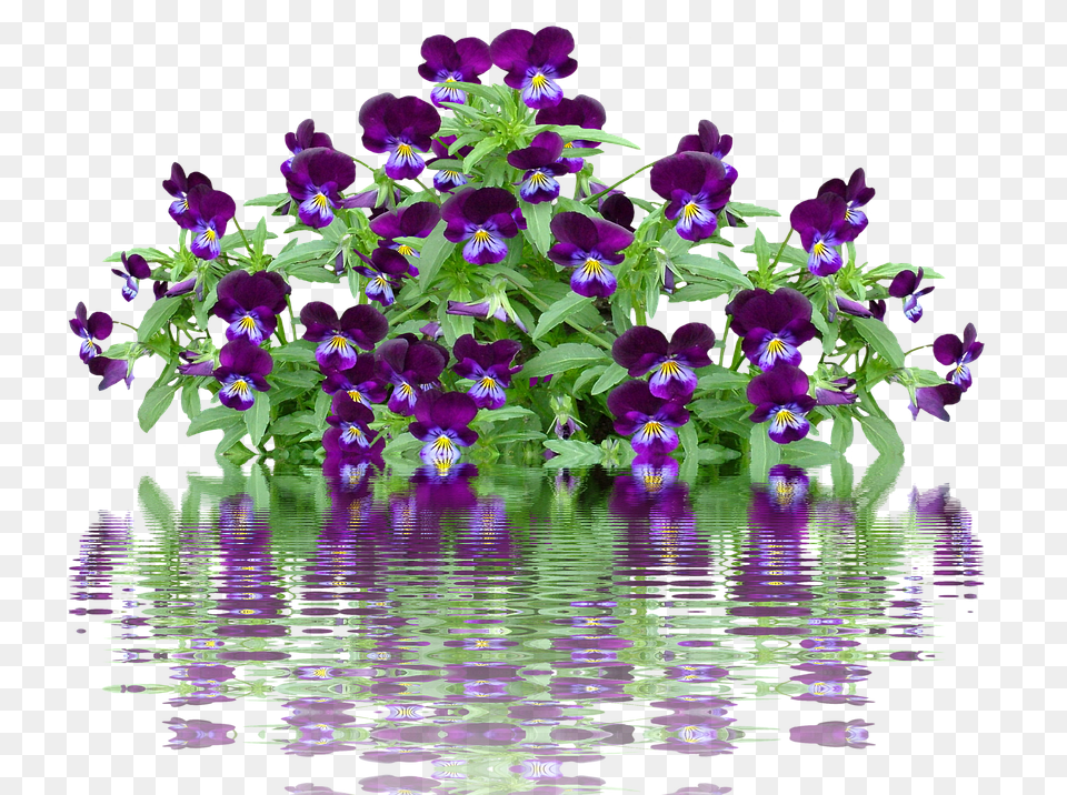 Pansy Flower, Geranium, Plant, Purple Png Image