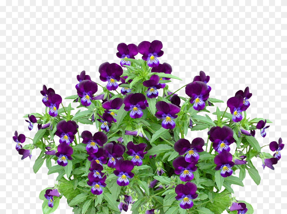 Pansy Flower, Plant, Purple, Geranium Free Png