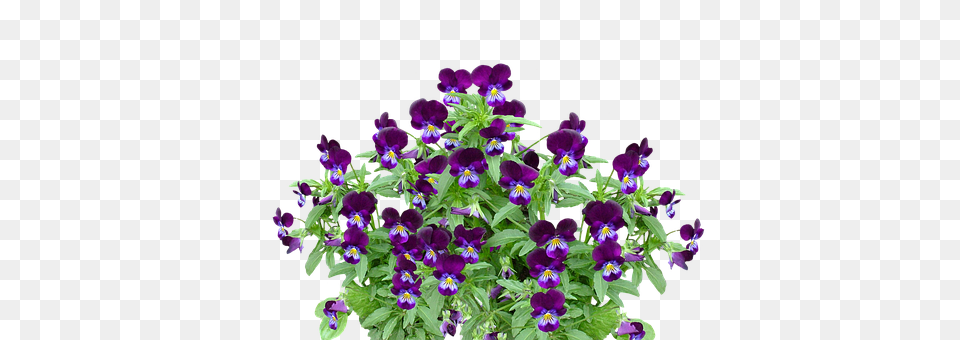 Pansy Flower, Plant, Purple, Geranium Free Transparent Png