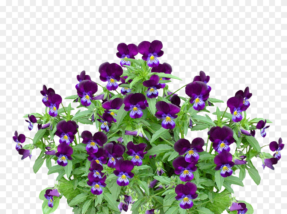 Pansy Flower, Plant, Purple, Geranium Png