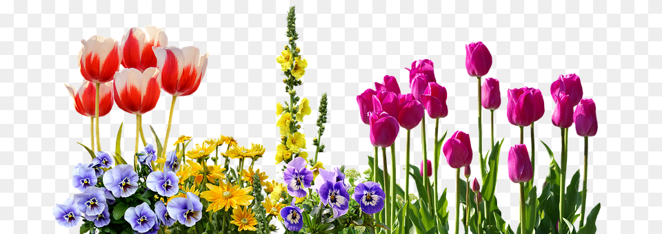 Pansy Flower, Flower Arrangement, Plant, Petal Free Png