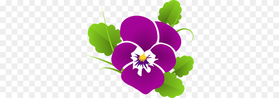 Pansy Flower, Plant, Purple Png Image
