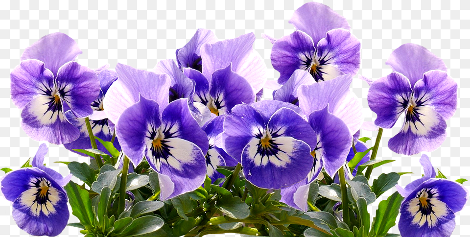 Pansy, Flower, Plant, Geranium, Iris Png