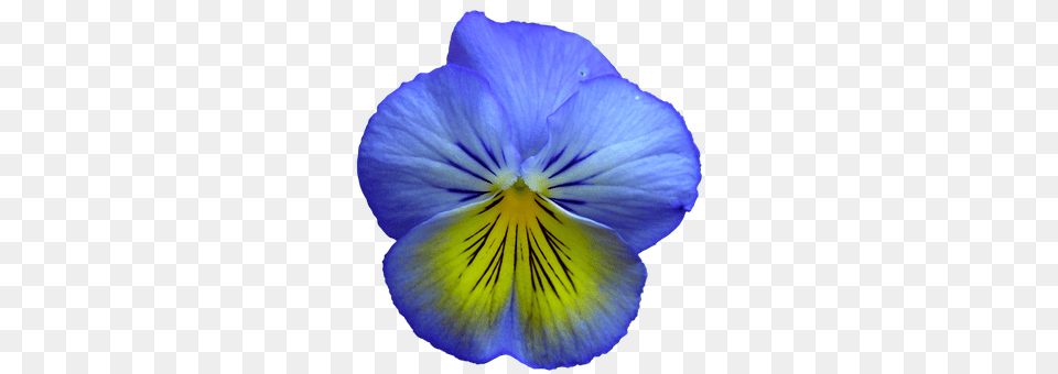 Pansy Flower, Plant, Petal, Geranium Free Png Download