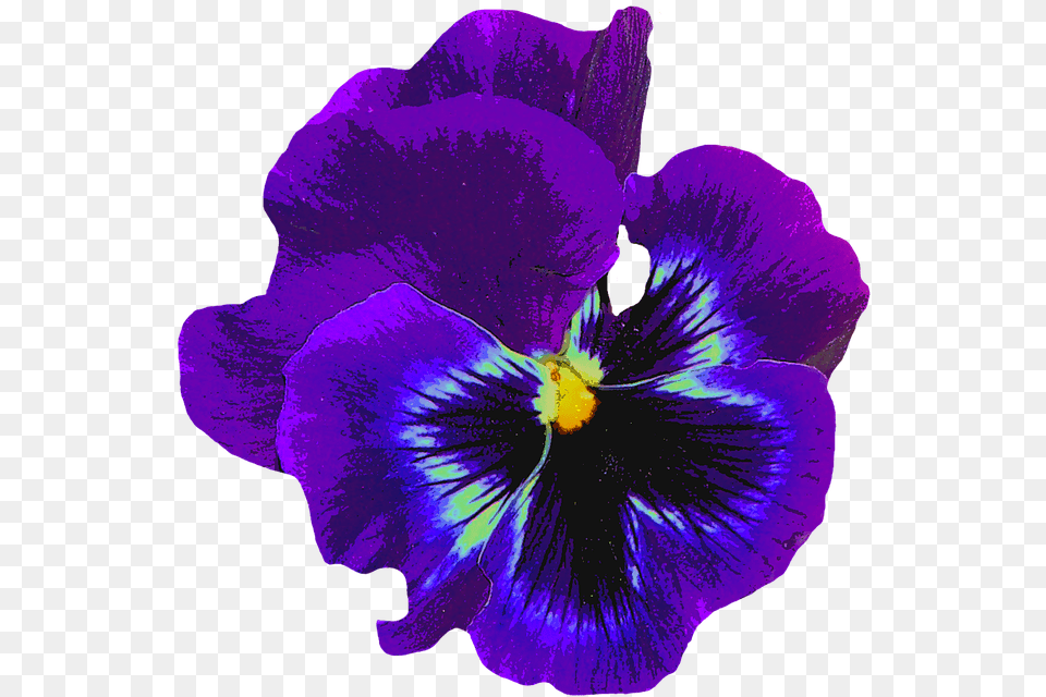 Pansy Blue Spring Blossom Bloom Flower Violaceae Violet Flower No Background, Plant, Purple, Geranium Png Image